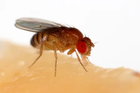 A fruit fly (Drosophila melanogaster) feeding off a banana.