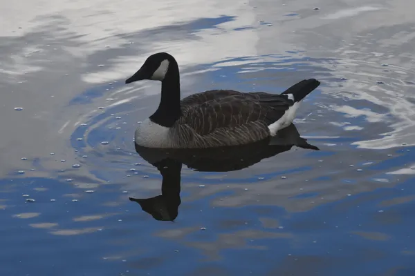 Dark reflection of a goose thumbnail