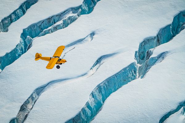 Yellow Cub Over Glacier thumbnail