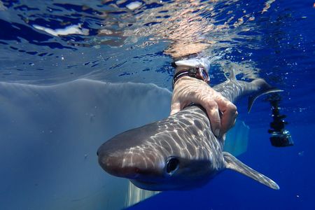 An Atlantic sixgill pup found off the coast of Belize.