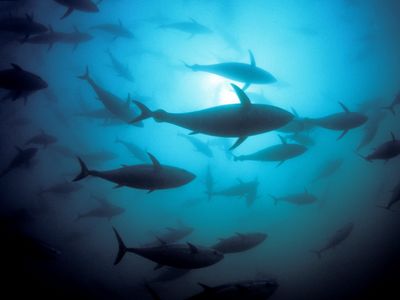 Pacific bluefin tuna populations have declined by up to 33 percent over the last 20 years. 