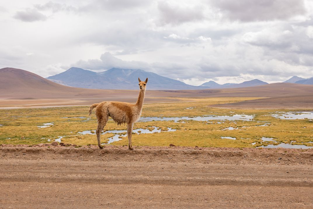 Vicuna in the landscape of Chile