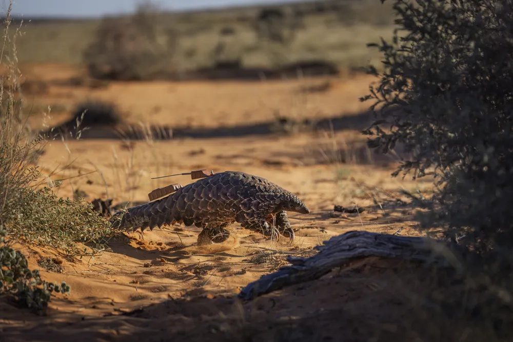 Rescued from the illegal wildlife trade by the Kalahari Wildlife Project, this Temminck’s ground pangolin is pictured on the day her trackers were fitted before release. As one of the most trafficked mammals, every successful release is a significant conservation win.