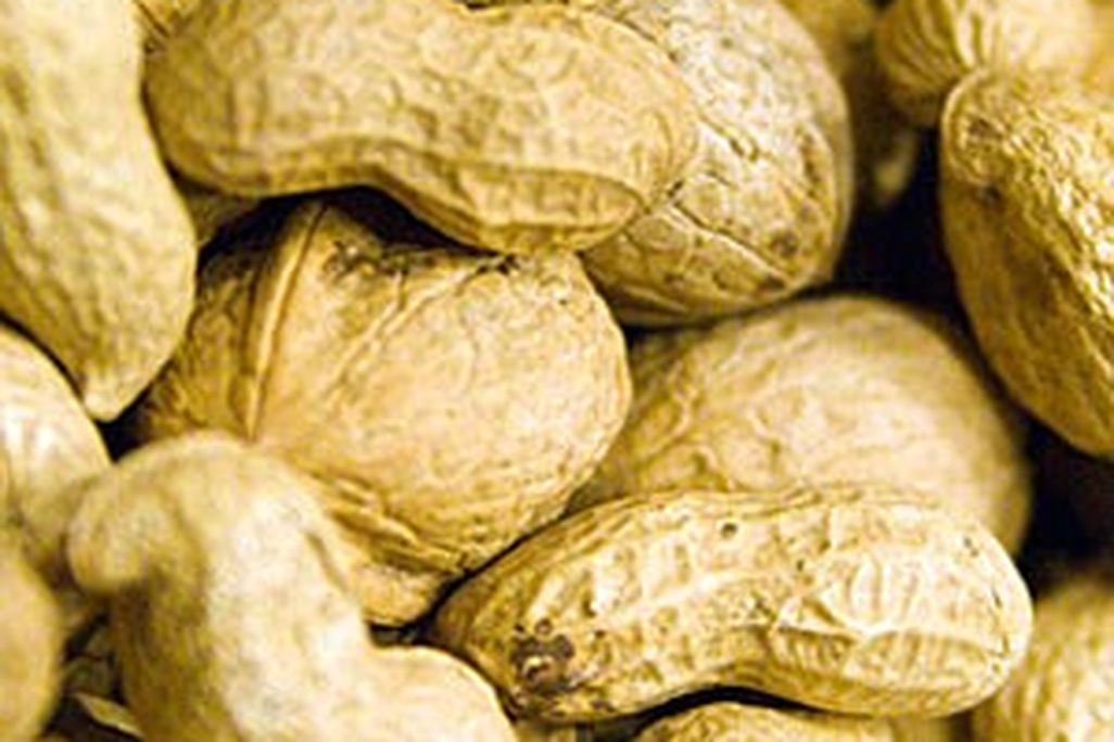 20110520090007nuts.jpg