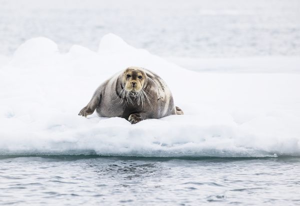 Bearded Seal, Svalbard thumbnail