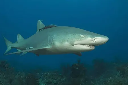 A new study suggests that the lemon shark, pictured here, is a better analogue for the megalodon&#39;s size than a great white.