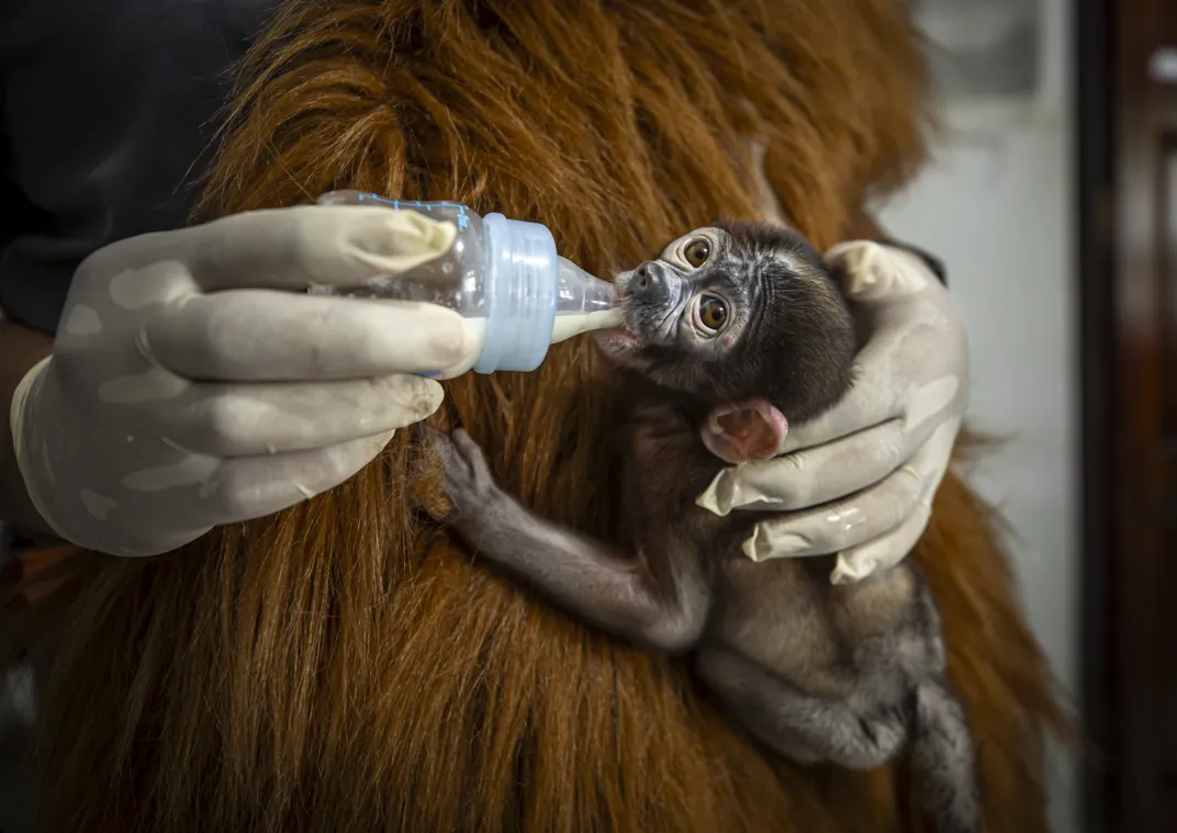 Tantan, a baby proboscis monkey, arrived at the sanctuary in weak condition. Small monkey species live alongside orangutans at the center’s two locations in Borneo.