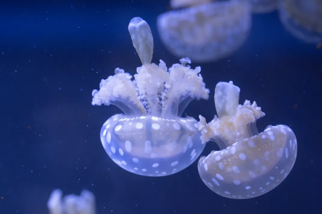 small polka-dotted jellyfish
