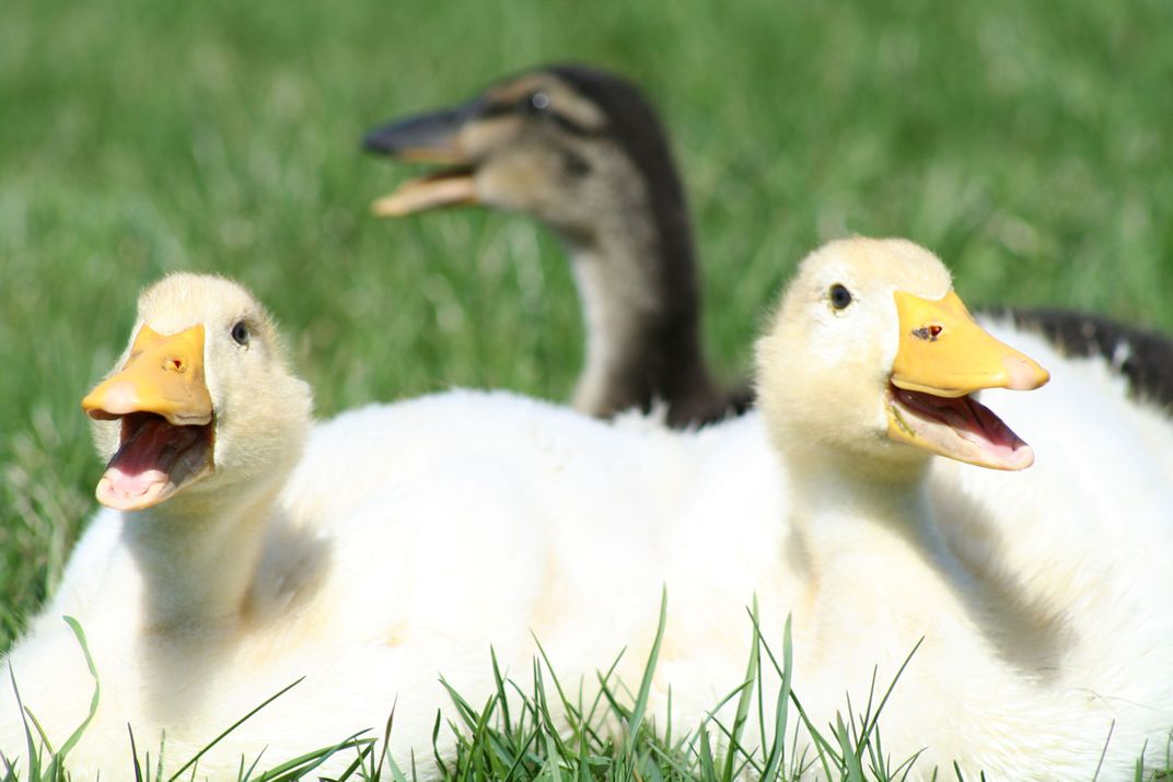 Ducks trying to stay cool in the summer heat. Smithsonian Photo