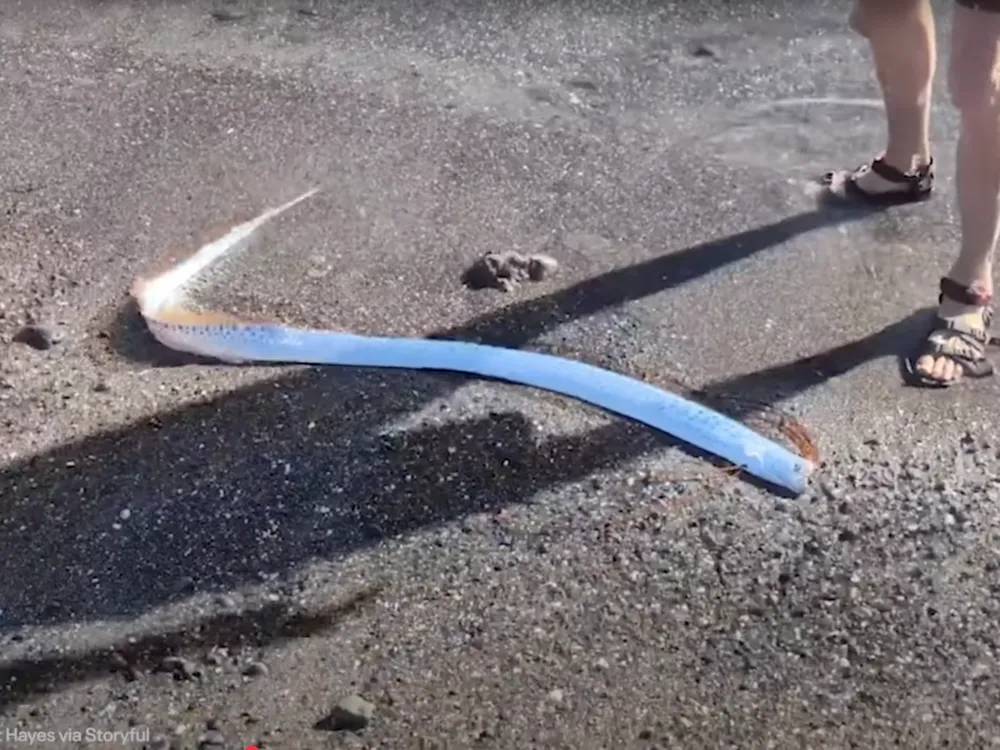 See a Deep-Sea Oarfish Caught Alive on Video in a Rare Encounter on a Beach  in Mexico | Smithsonian