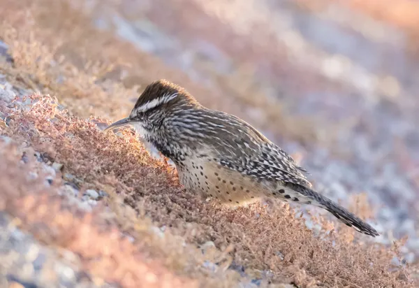 Desert Serenade: ASrizona's State Bird thumbnail