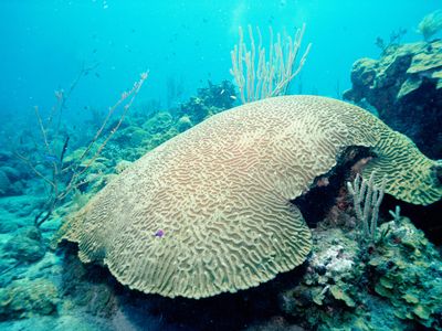 Boulder brain coral is usually common in Florida's coral reefs.