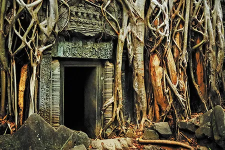 Goodall’s travels have often brought her face to face with exotic plants. In Cambodia, she was “awestruck” by the giant roots of an ancient strangler fig she found embracing the Ta Prohm temple at Angkor Wat.