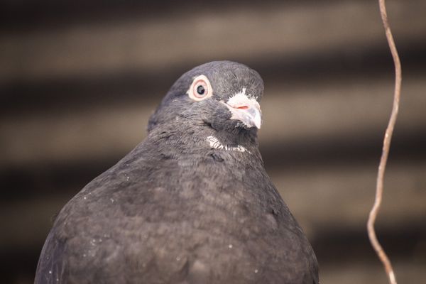 pigeon thumbnail