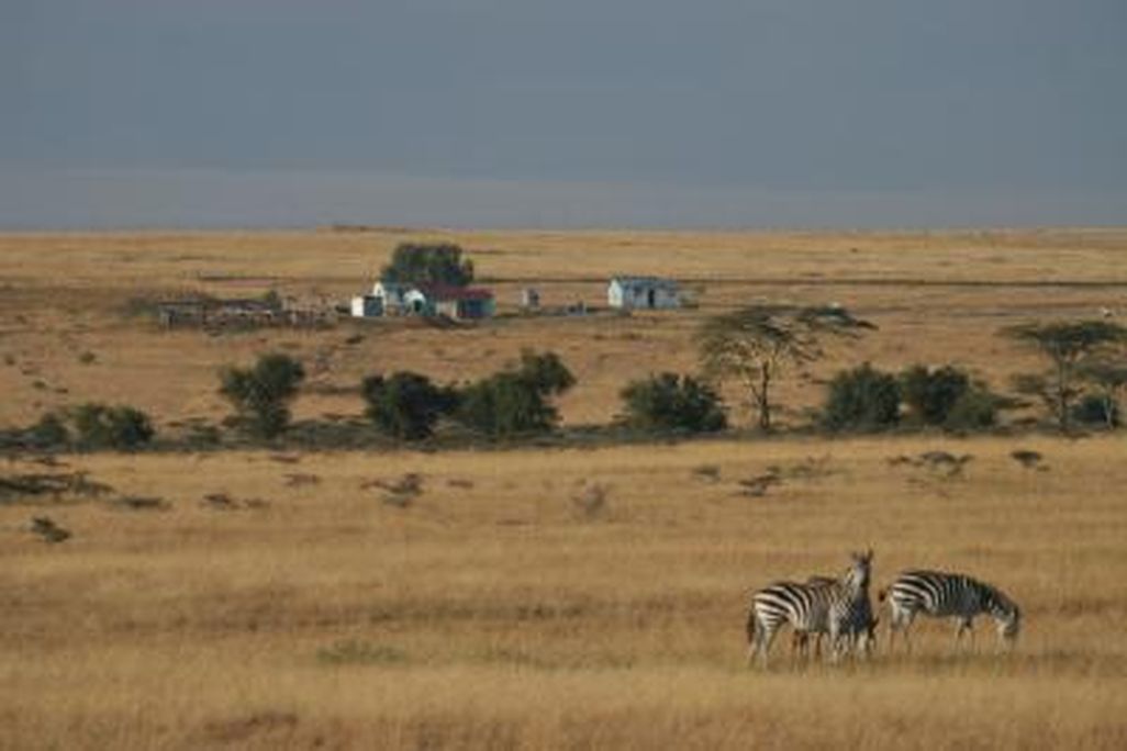 20110520104056marazebras.jpg