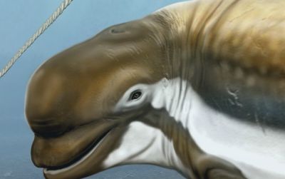 A reconstruction of a new fossil beluga relative, described by Smithsonian scientists, is in the foreground. Its living relatives, the beluga and narwhal, are illustrated left to right in the background. Coloration of the extinct whale is speculative.