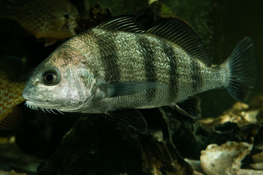 Striped fish with gray scales