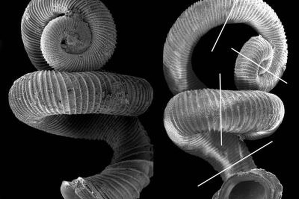 20110520104109whorlysnail.jpg