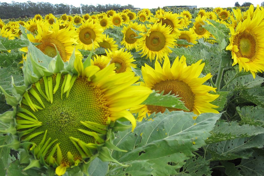 Sunflowers 2