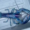 Rare 1-in-100-Million 'Cotton Candy' Lobster Found off the Coast of New Hampshire icon