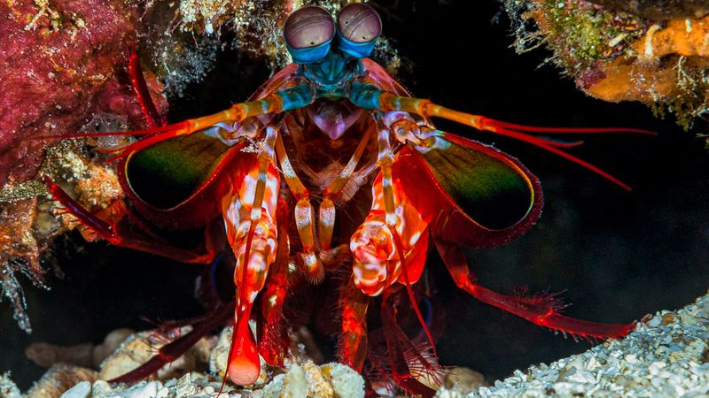 Mantis Shrimp Wound