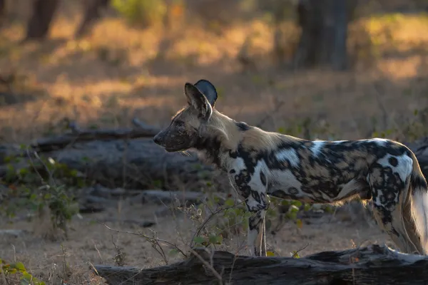 Wild African Dog at Sunrise thumbnail