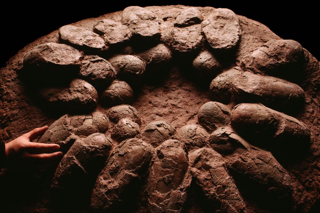 dinosaur eggs