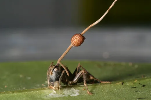 The Scariest Zombies in Nature | Science| Smithsonian Magazine