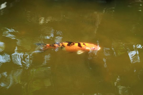 Lonely Koi fish thumbnail