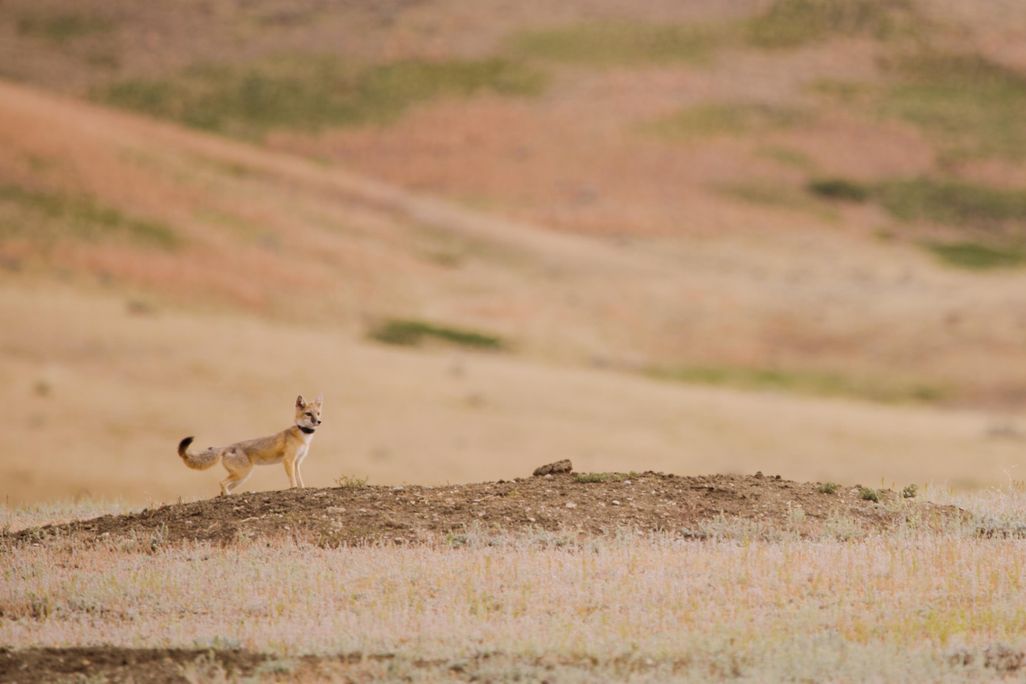 Swift fox with GPS collar