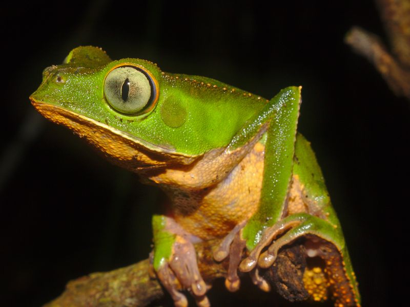 An Amazonian Tree Frog from Peru Smithsonian Photo Contest