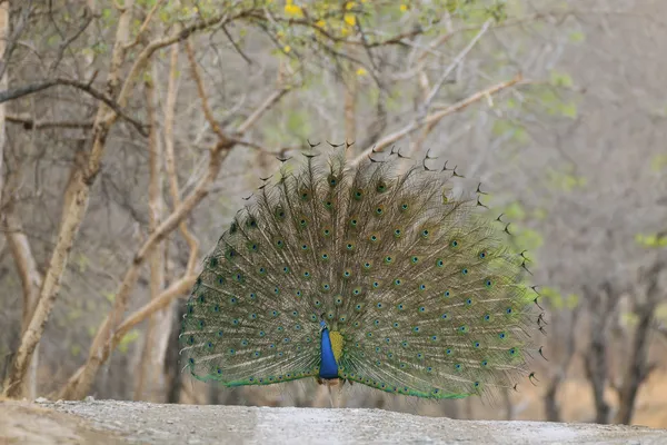 See me dance! thumbnail