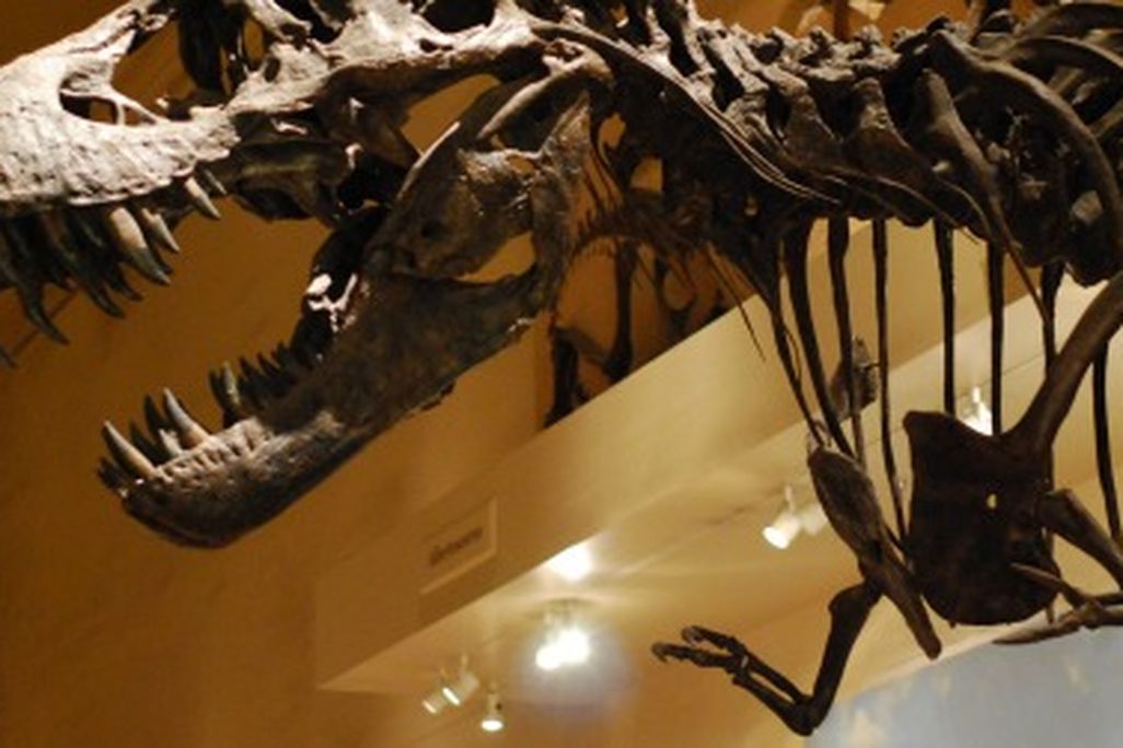 A reconstruction of Tyrannosaurus rex on display at the National Museum of Natural History.