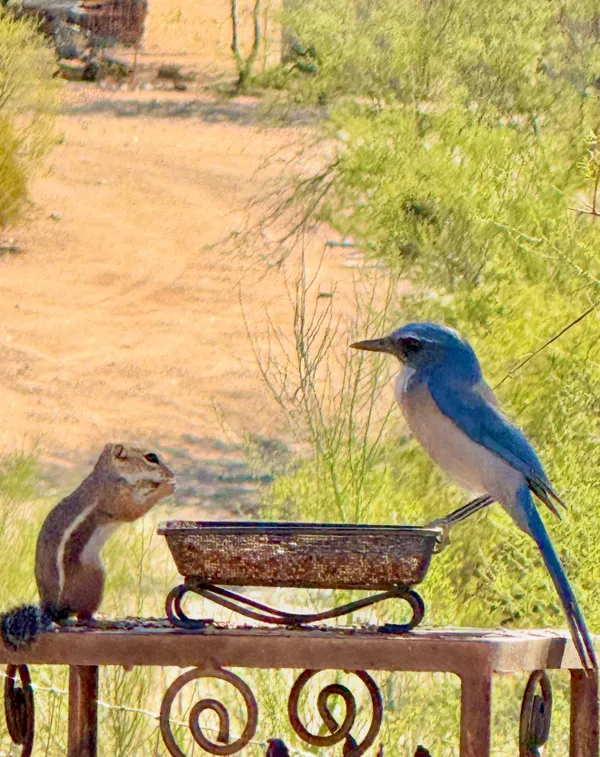 An Antelope Squirrel enjoying lunch with a Mexican Blue Jae thumbnail