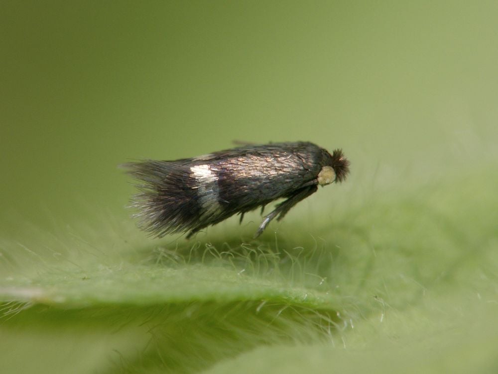 The world’s smallest moth, the pygmy sorrel moth, has a wingspan as short as 2.65 millimeters. It belongs to a group called the leaf miner moths, which could become problematic pests for more farmers as global temperatures rise. (Patrick Clement,  CC BY 2.0)
