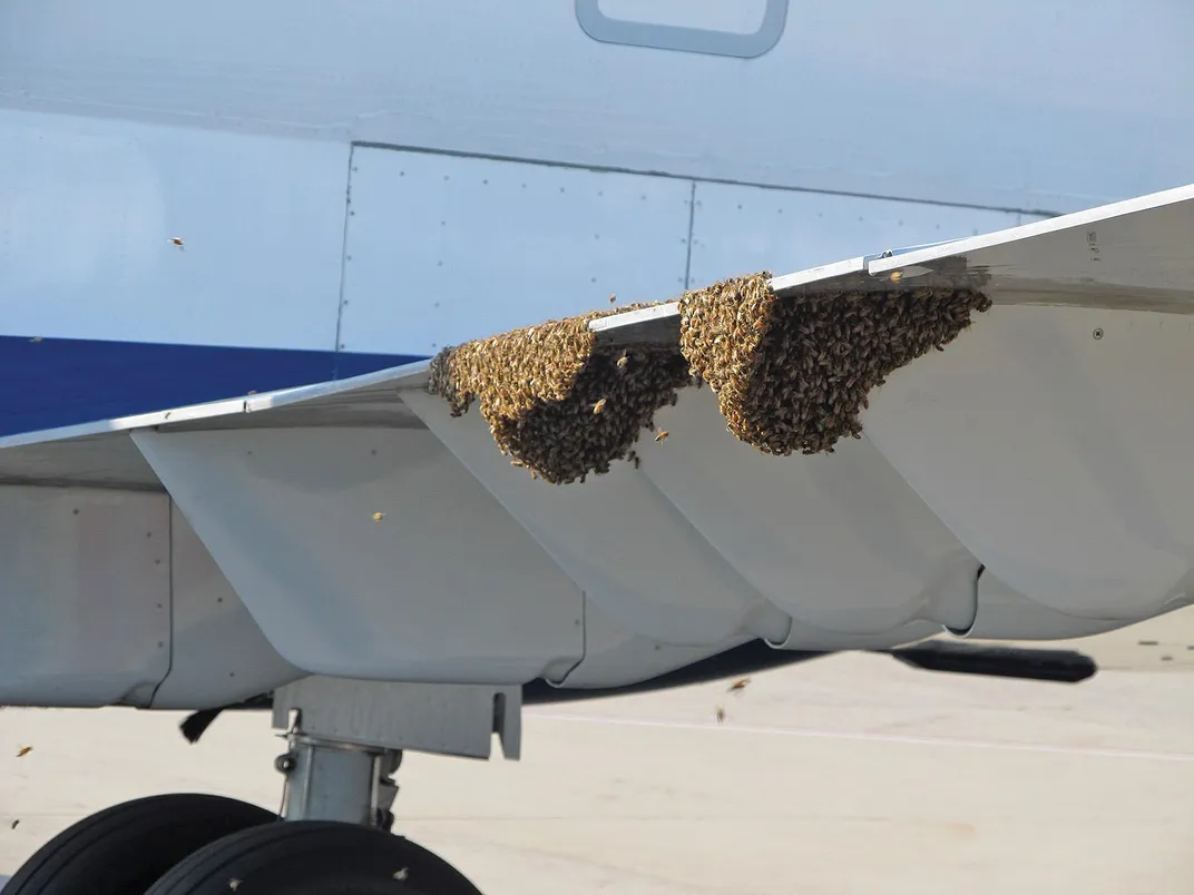 beehives on plane wing