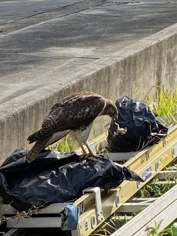 Lunch in the city, hawk eats frog thumbnail