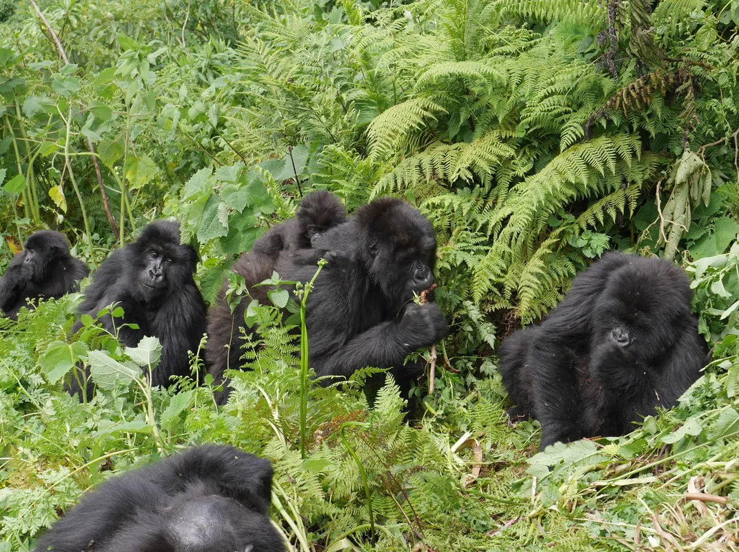 Gorilla family, Volcanoes National Park