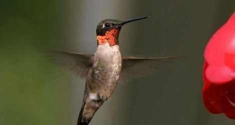 Hummingbird-feather-song-470.jpg