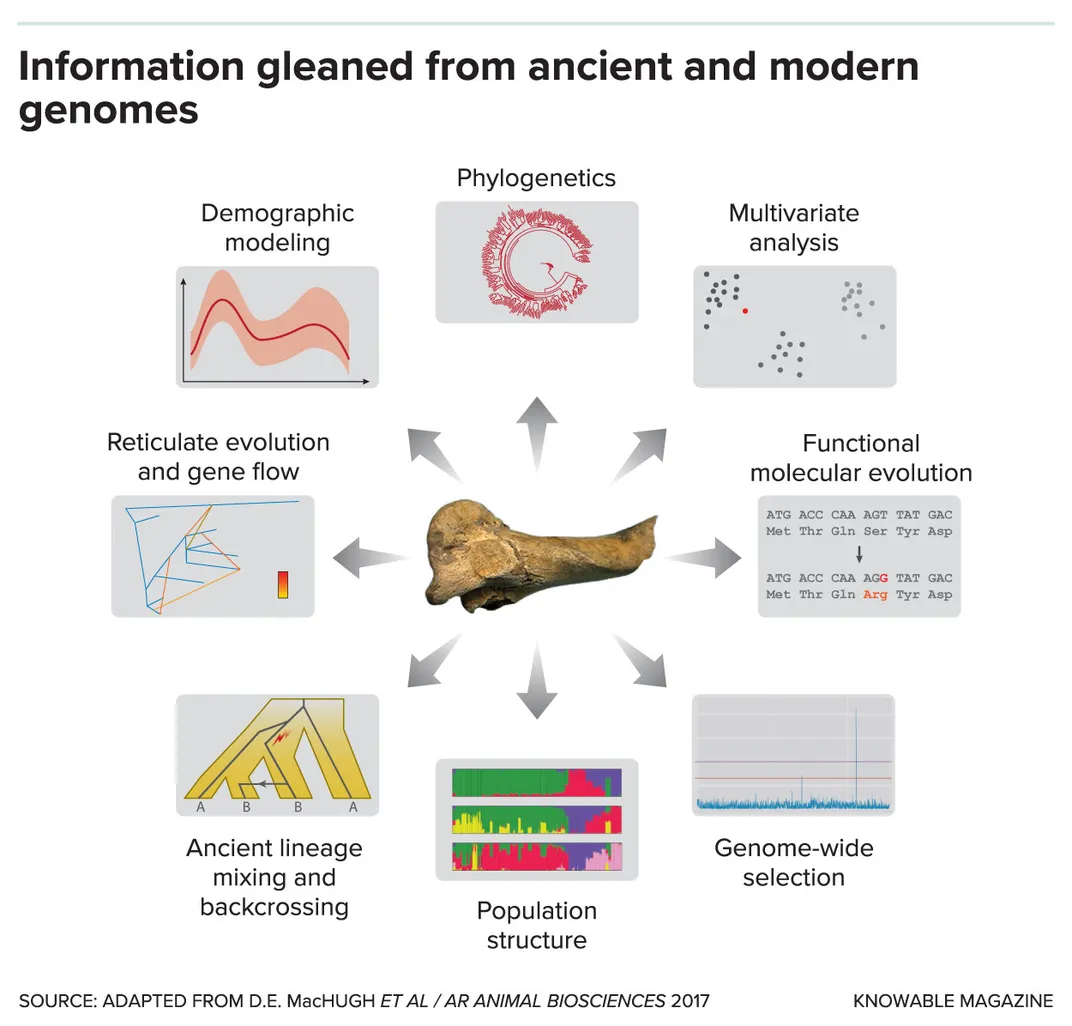 Information Gleaned From Genomes of Horses