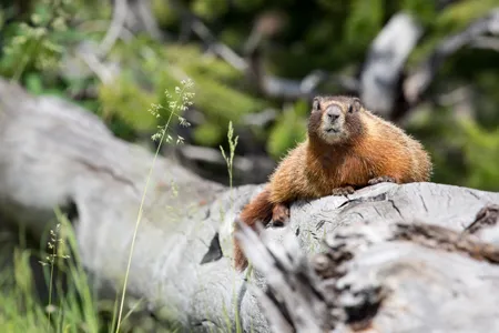 Two yellow-bellied marmots ended up in the San Francisco Bay Area.