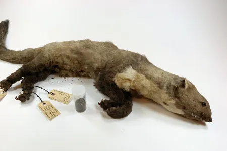 CERN Weasel 2