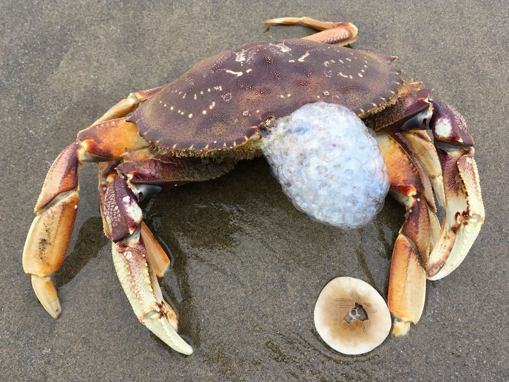 Why Do Crabs Blow Bubbles? 