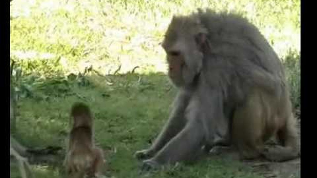 Preview thumbnail for Baby Talk From a Rhesus Macaque