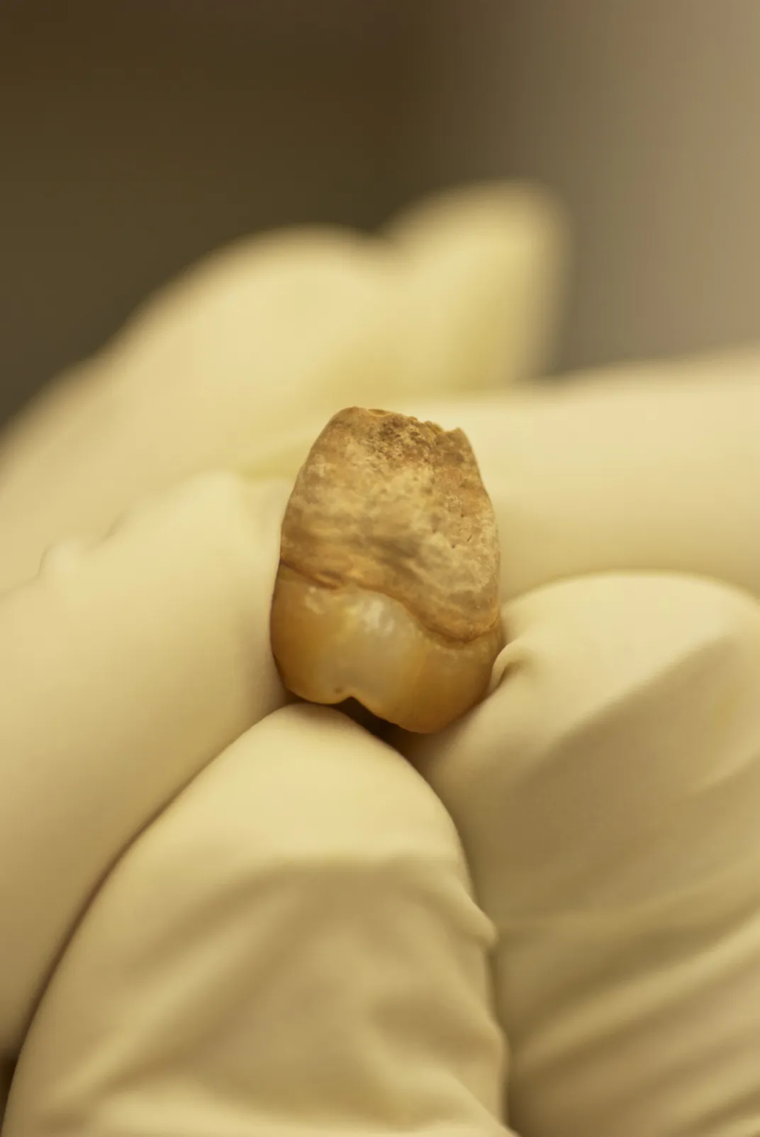 Ancient hominid bone serves up DNA stunner