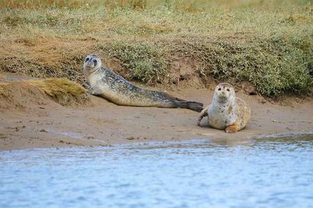 Species like seals, sharks, seahorses and eels have found their way back to the river in recent decades.