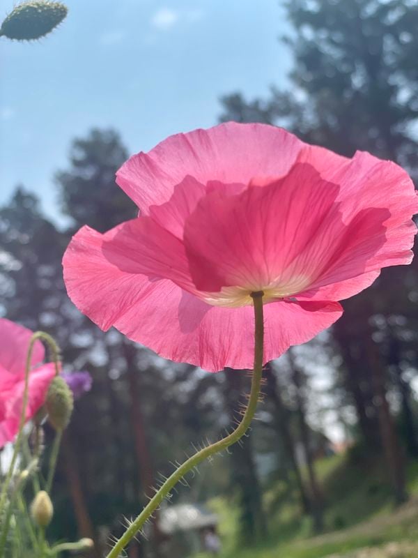 poppy petals in sunshine thumbnail