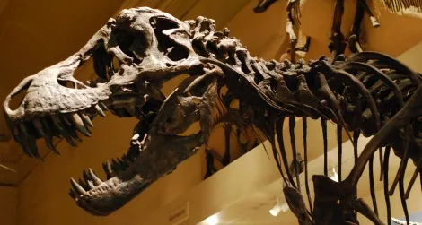 20120413021021tyrannosaurus-thumb.jpg