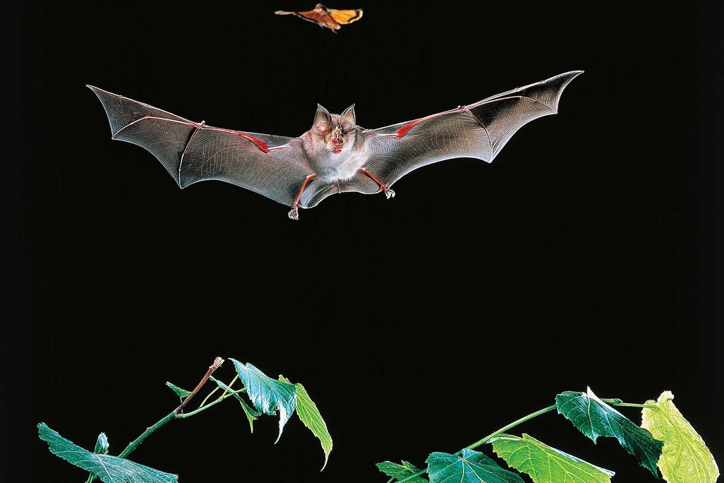 Bat Hunts Butterfly