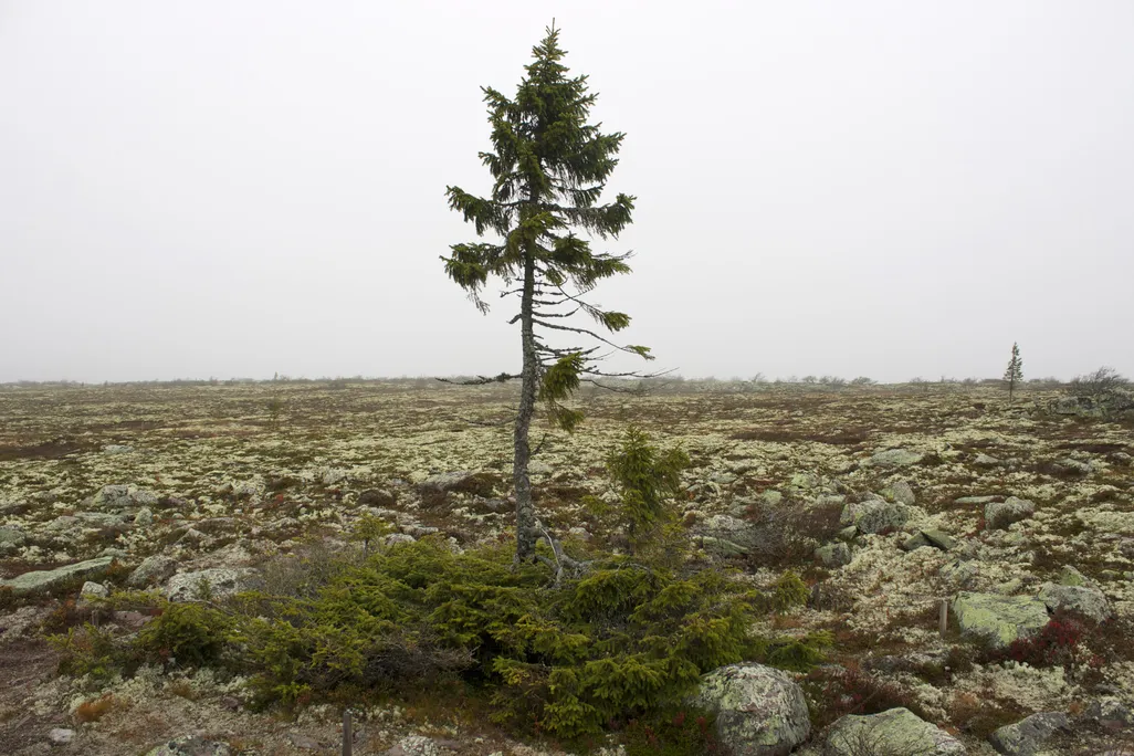 Norway Spruce
